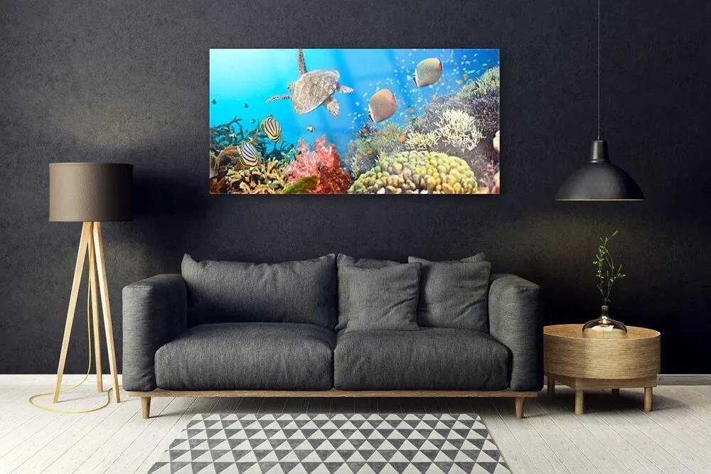 Obraz na akrylátovom skle Koralový útes krajina 120x60 cm