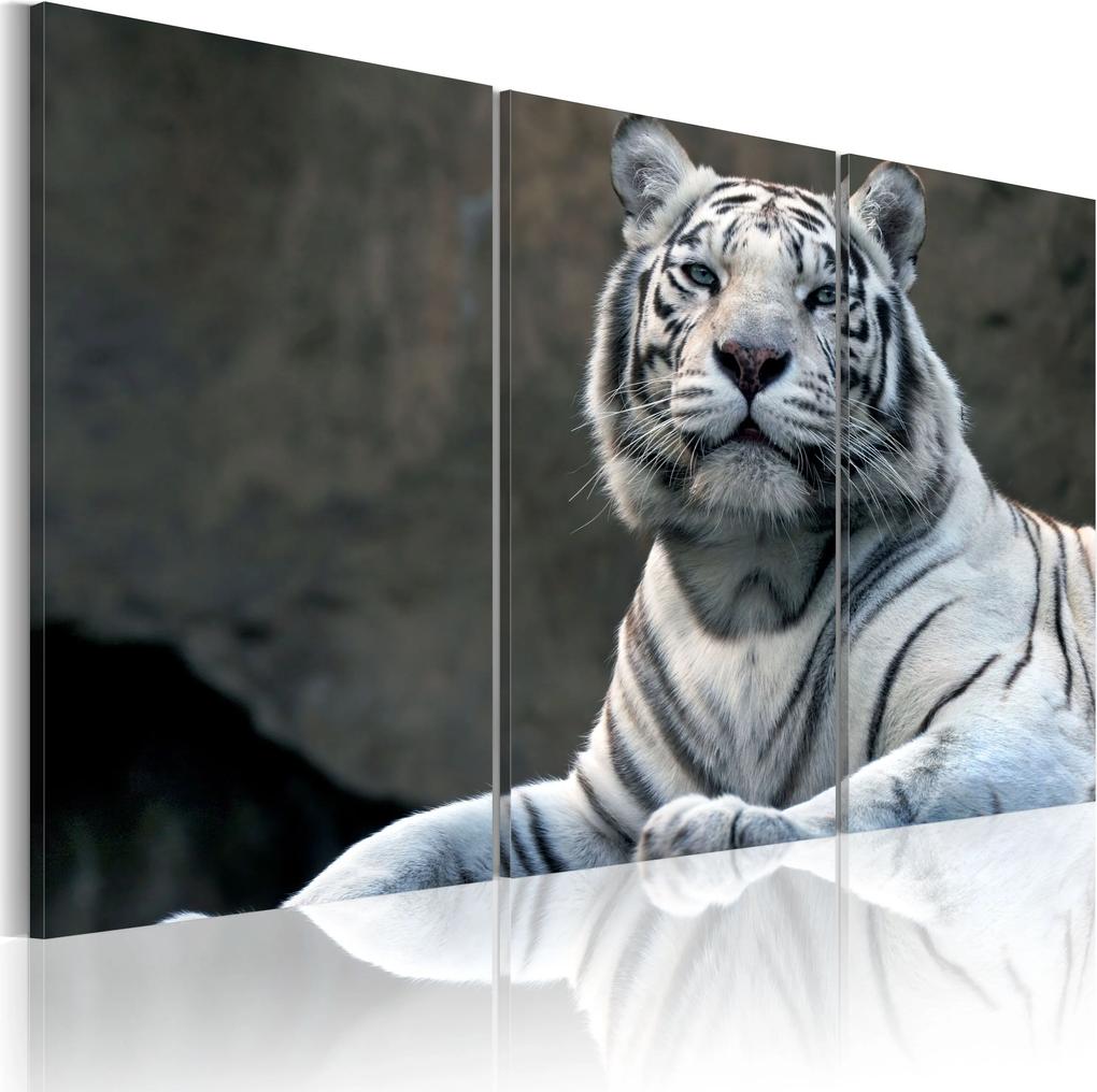 Obraz - White tiger 60x40