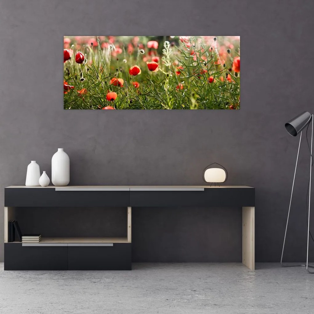 Obraz vlčích makov (120x50 cm)
