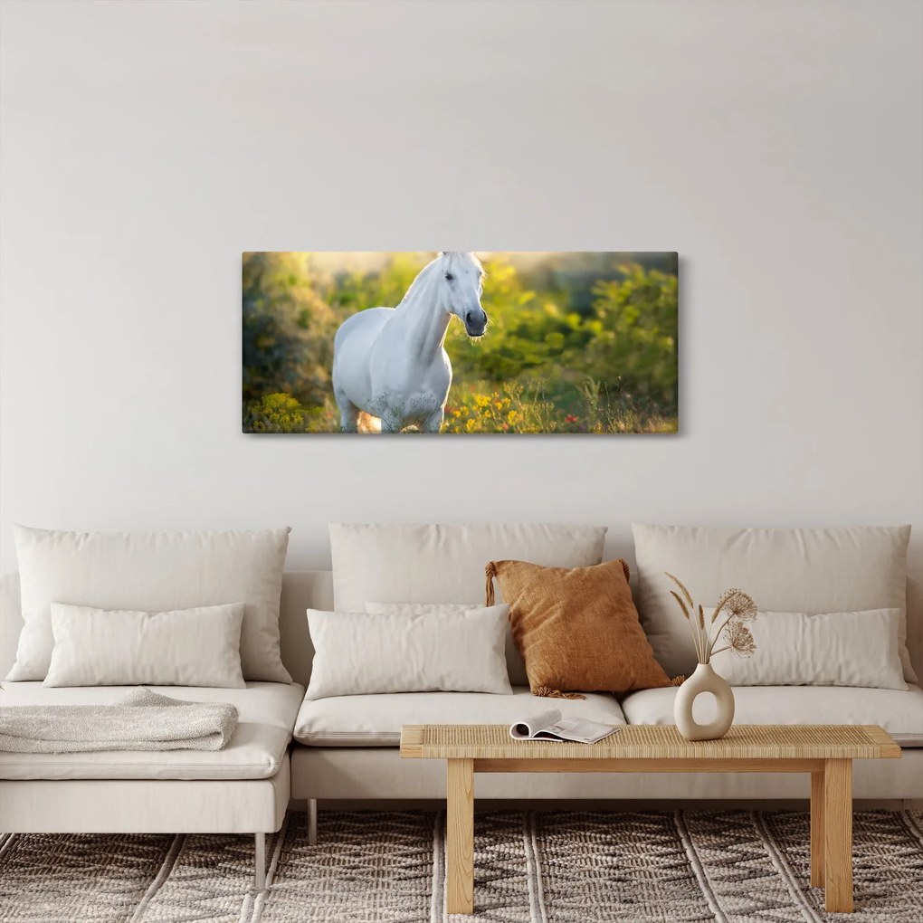 Obraz bieleho koňa na lúke (120x50 cm)
