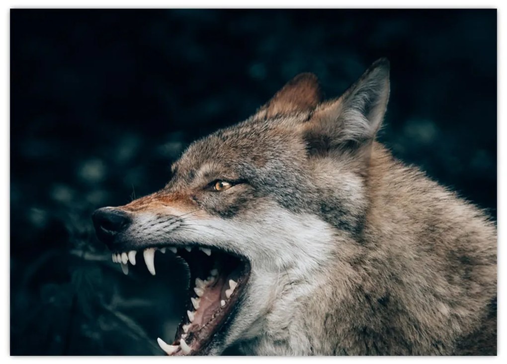 Sklenený obraz vlka (70x50 cm)