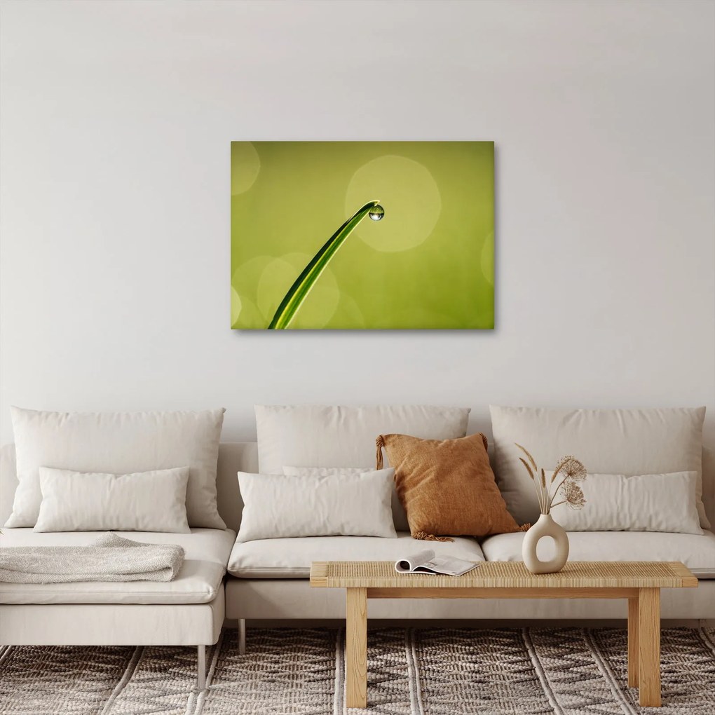 Obraz kvapky vody na tráve (70x50 cm)