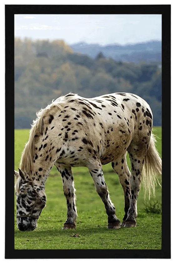 Plagát kôň na lúke - 40x60 black