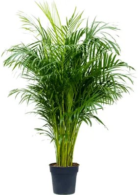 Areca dypsis lutescens 27x130 cm