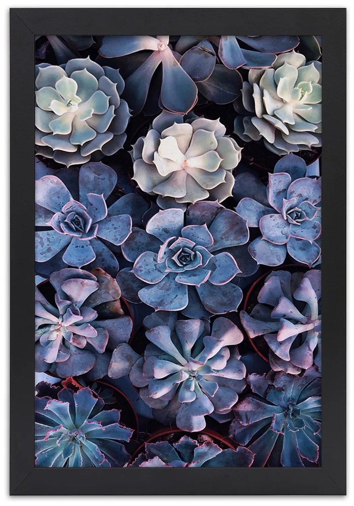 Gario Plagát Zbierka sukulentov Farba rámu: Bez rámu, Rozmery: 30 x 45 cm