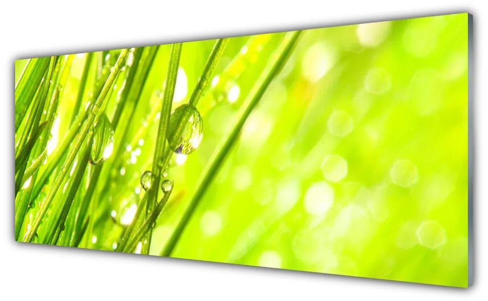 Obraz plexi Príroda kvapky tráva 125x50 cm