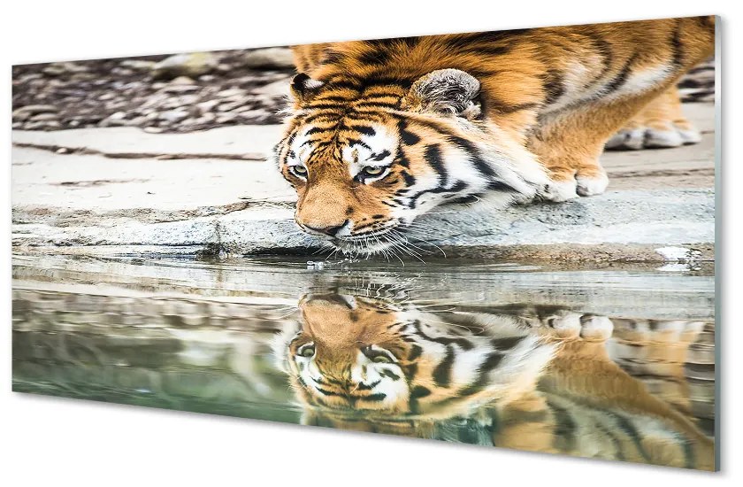 Nástenný panel  tiger pitie 125x50 cm
