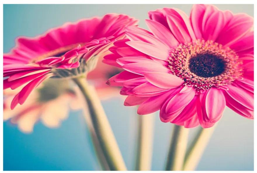 Fototapeta Vliesová Ružové kvety 312x219 cm