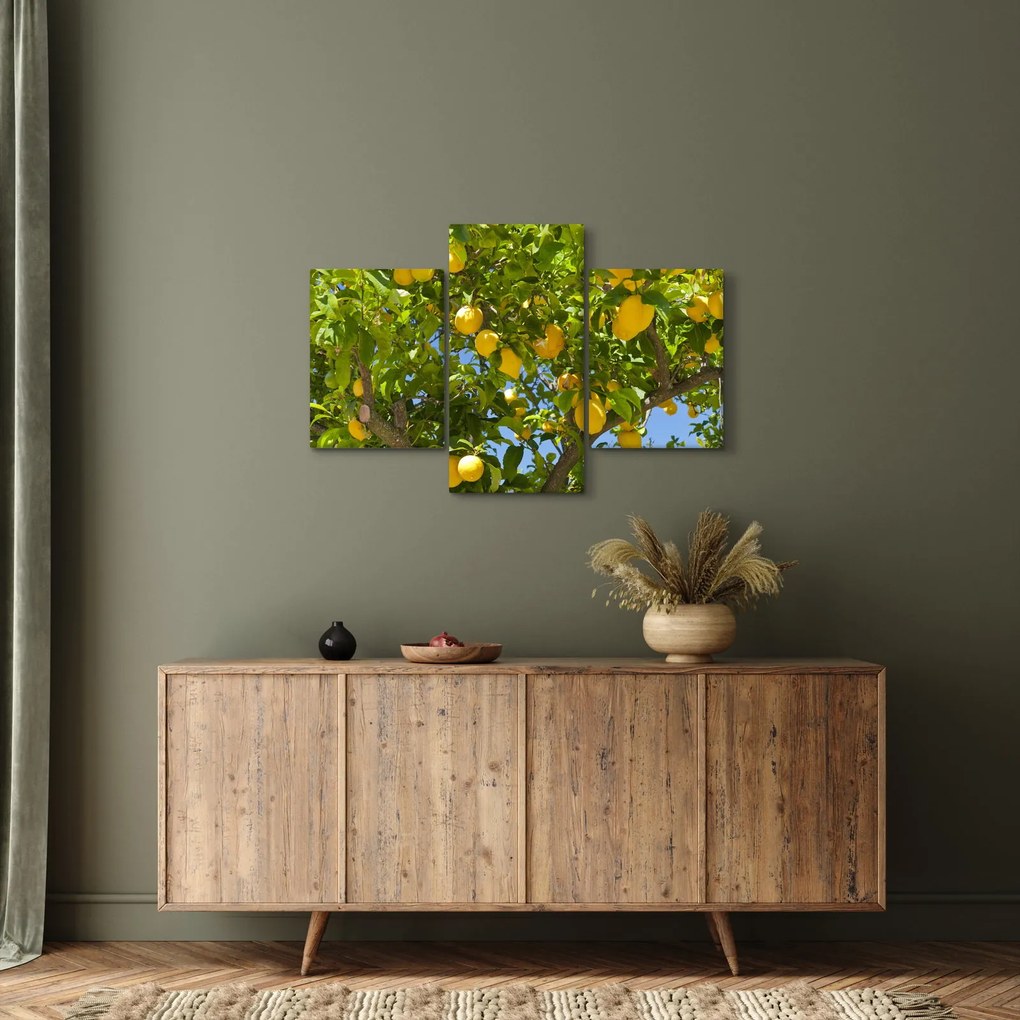 Obraz - Citrónovník (90x60 cm)