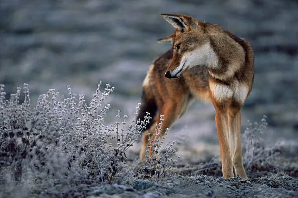 Umelecká fotografie Ethiopian Wolf stalking mole rats, looking, Anup Shah, (40 x 26.7 cm)