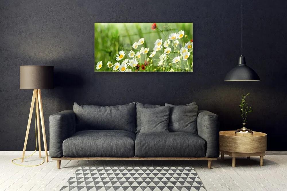 Skleneny obraz Sedmokráska rastlina príroda 120x60 cm