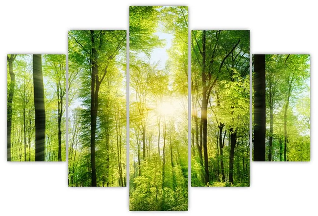 Obraz - Svitanie v lese (150x105 cm)