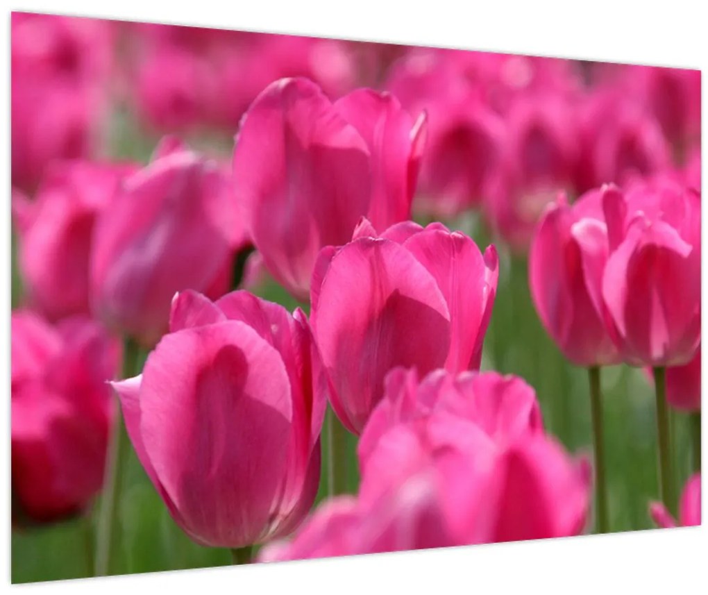 Obraz - Ružové tulipány (90x60 cm)