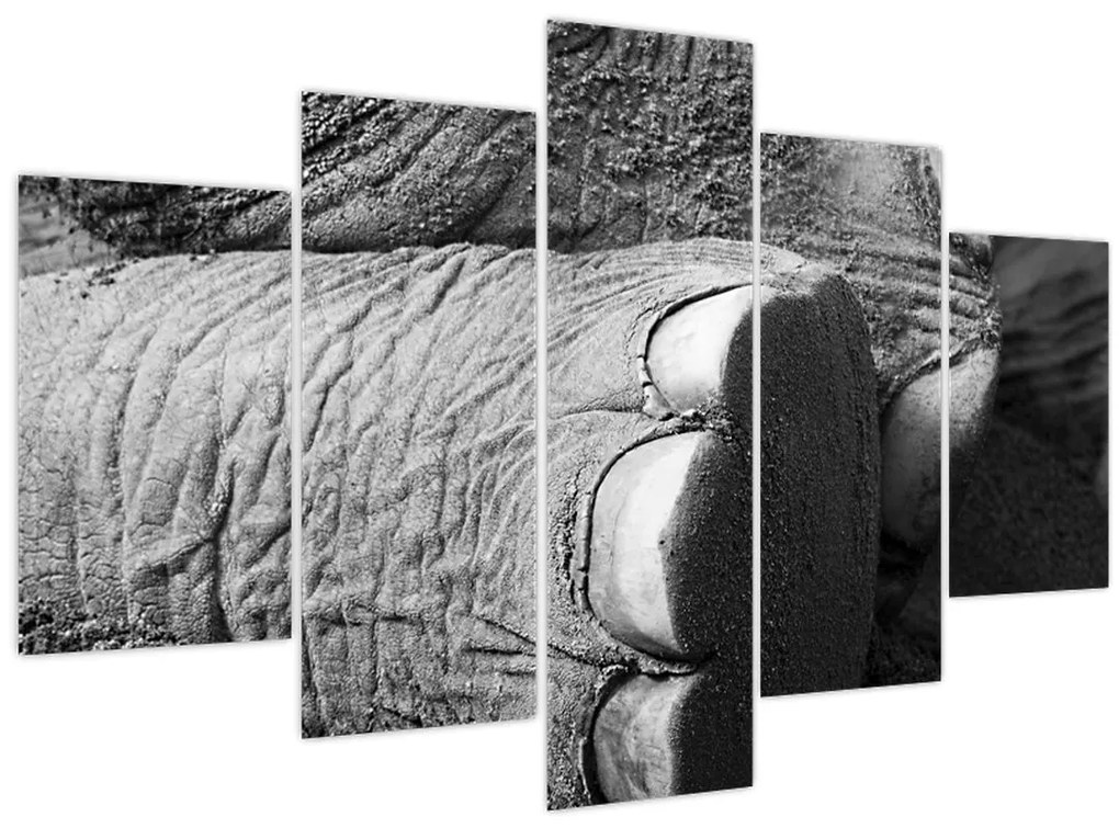 Obraz - Slonia noha (150x105 cm)