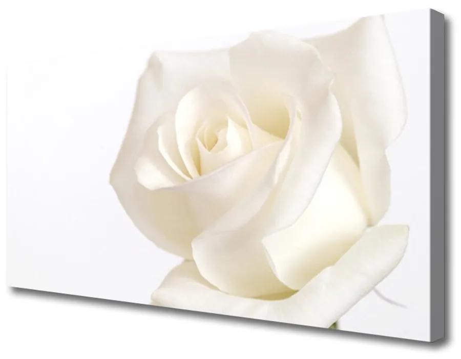 Obraz Canvas Ruže kvety 100x50 cm