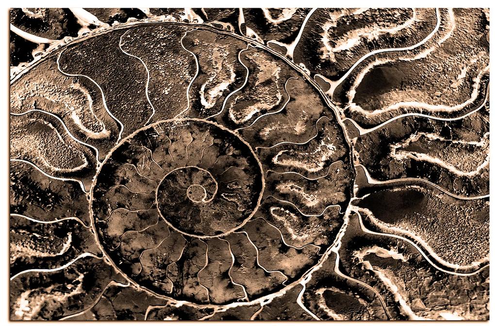 Obraz na plátne - Textúra fosílie 1174FA (100x70 cm)