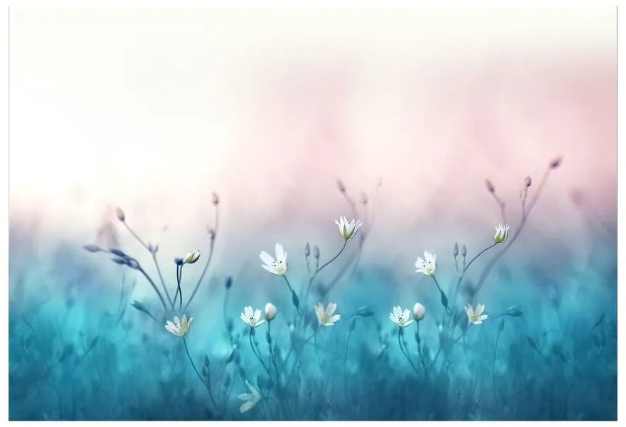 Fototapeta Vliesová Biele kvety 312x219 cm