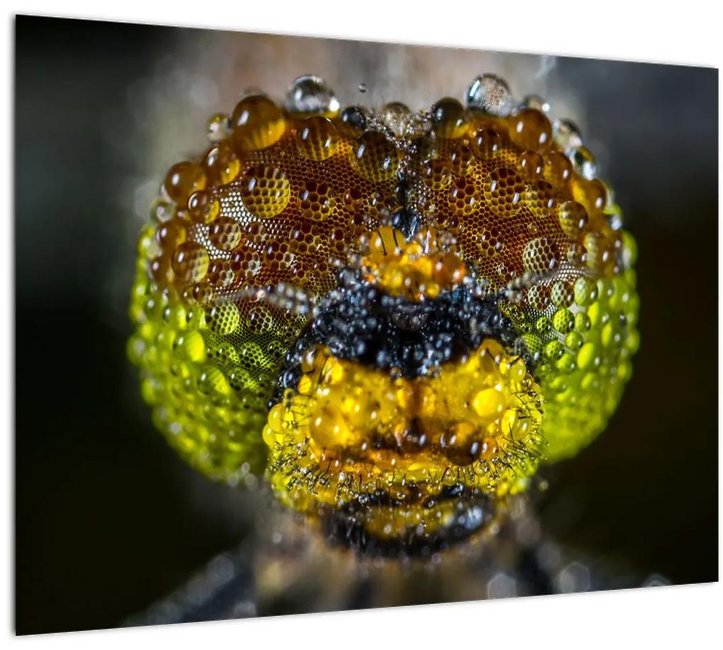 Detailný sklenený obraz očí hmyzu (70x50 cm)