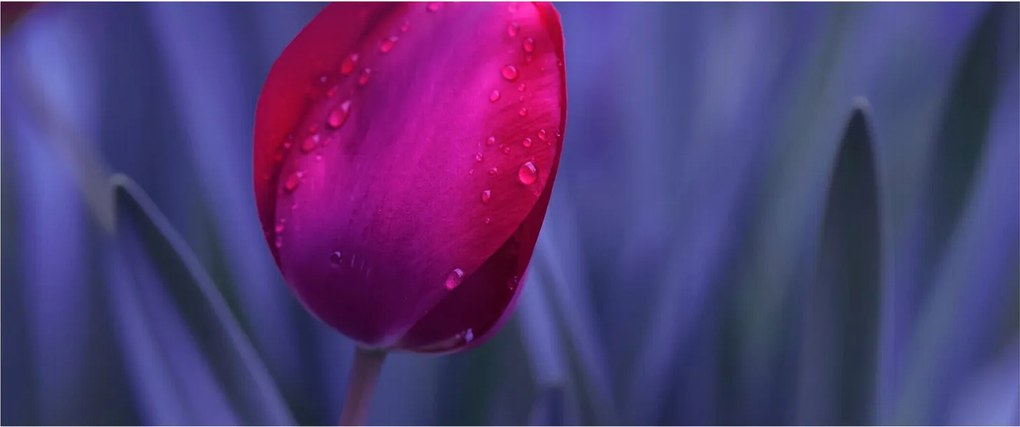 Obraz pupete tulipánu (120x50 cm)