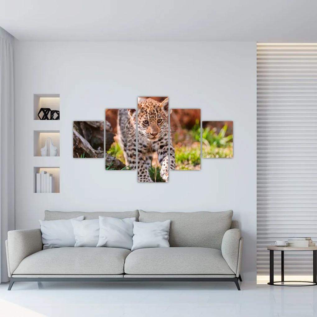 Mláďa leoparda - obraz do bytu