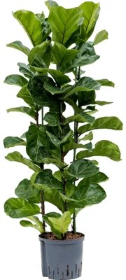 Ficus lyrata bambino 3pp 22/19 v.130 cm