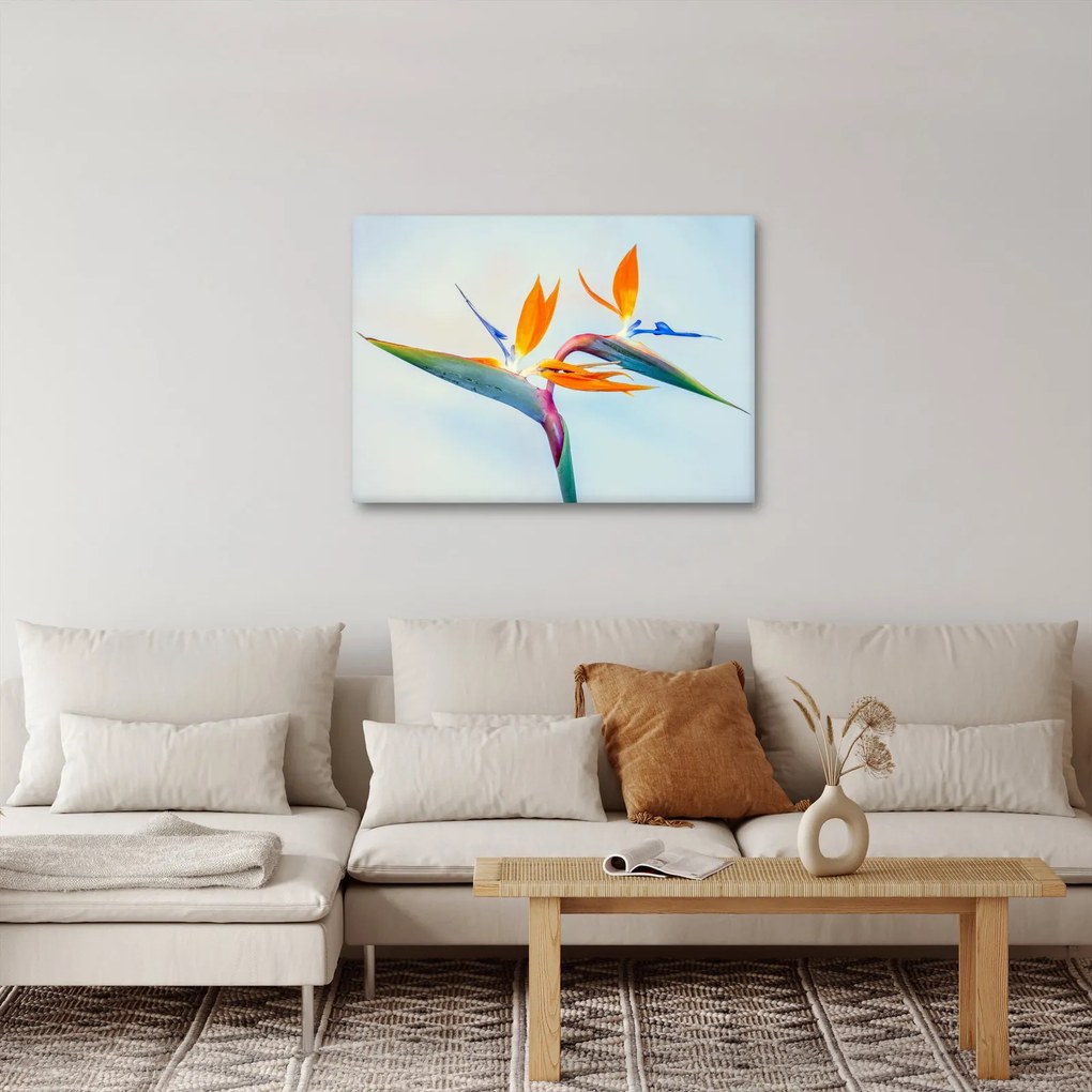 Obraz kvetu Strelícia (70x50 cm)
