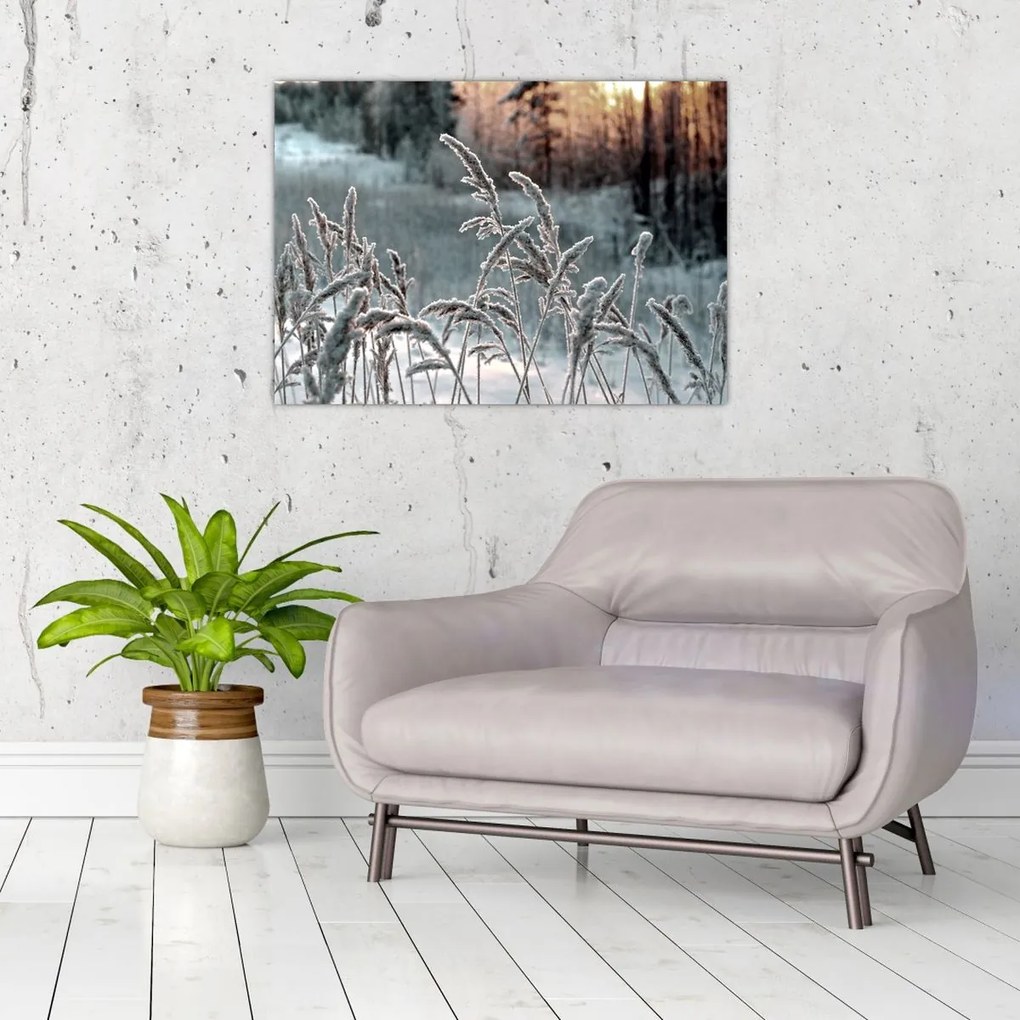 Obraz - Zamrznutá lúka (70x50 cm)