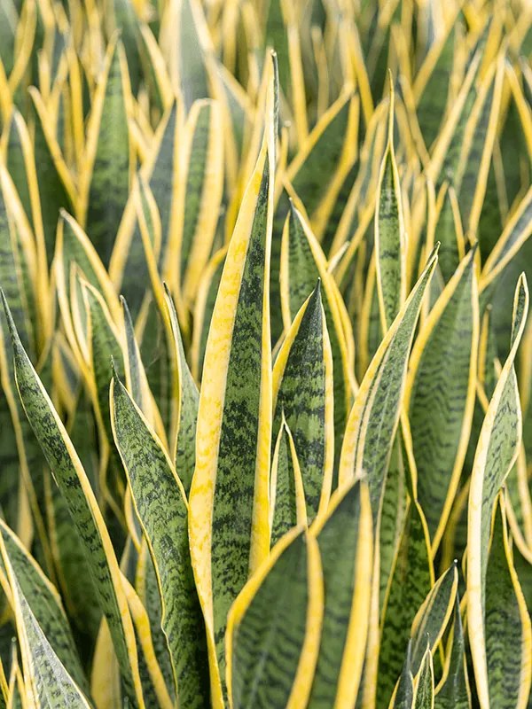 Sansevieria laurentii Tuft Pots. 31 cm v.80 cm