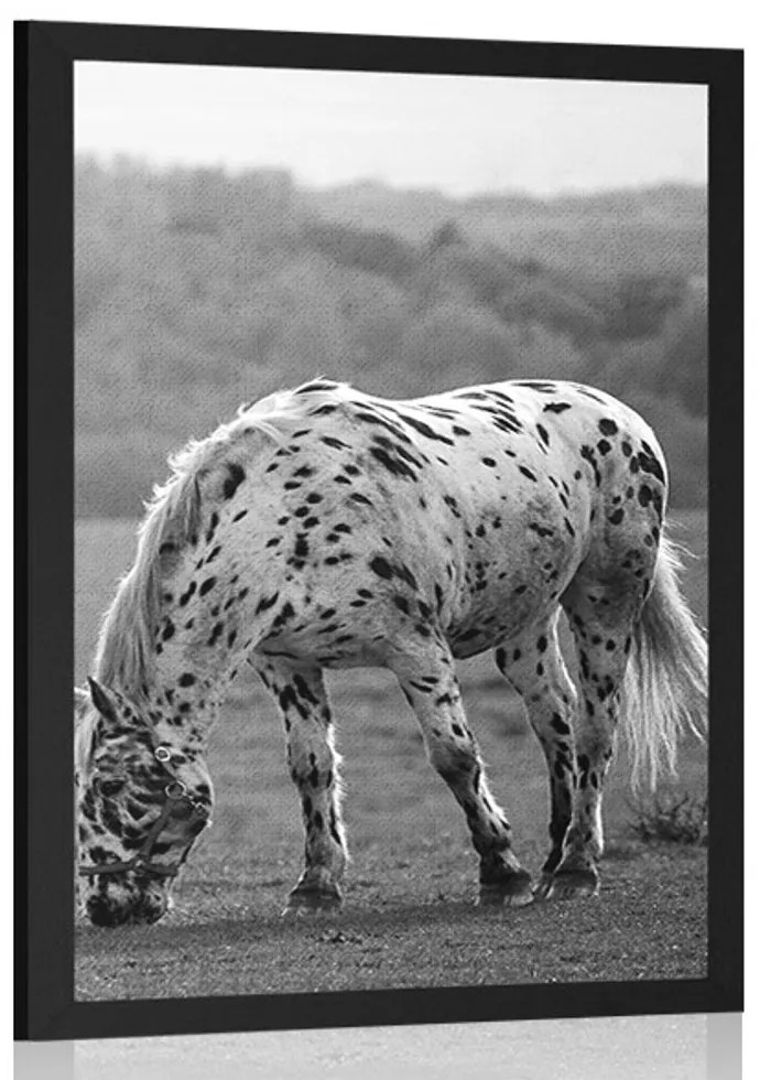 Plagát kôň na lúke v čiernobielom prevedení - 20x30 white