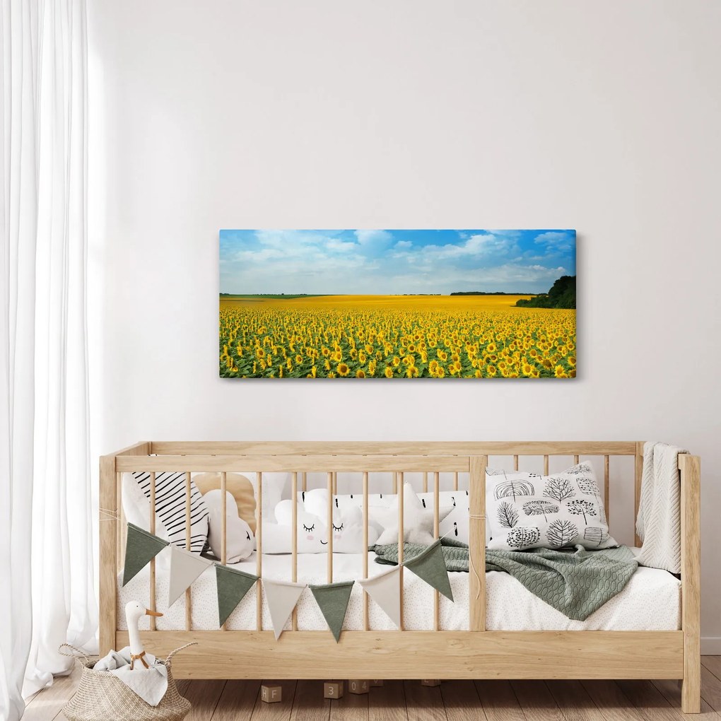 Obraz - pás slnečníc (120x50 cm)