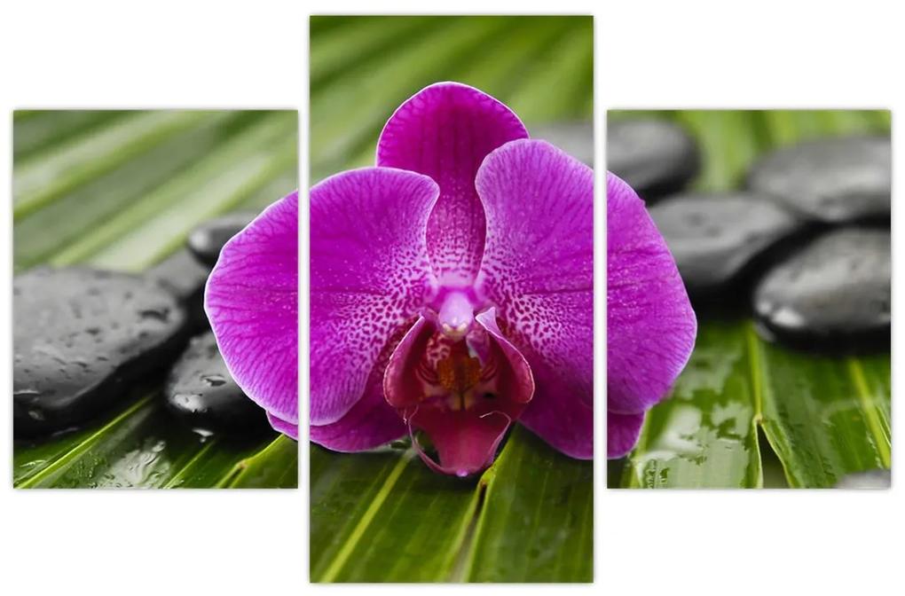 Orchidea - obraz