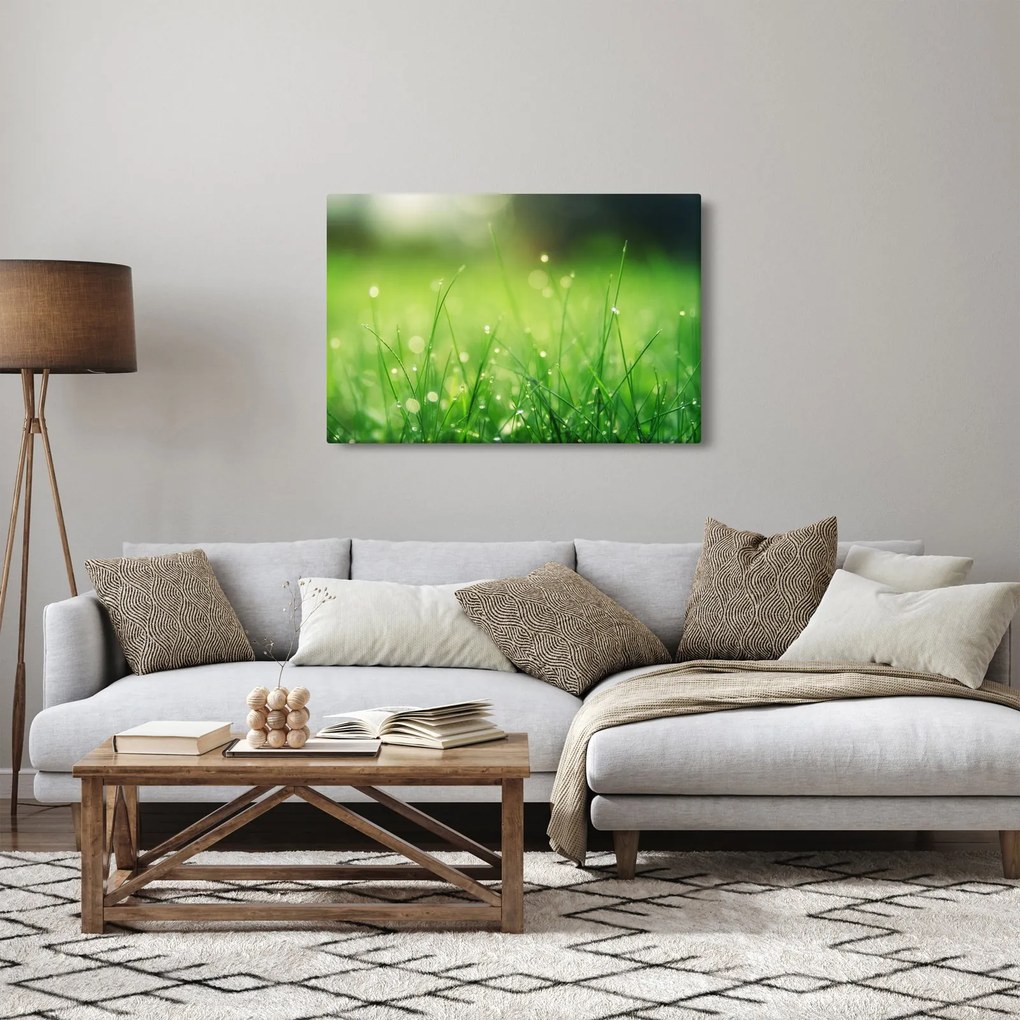 Obraz - rosa na tráve (90x60 cm)