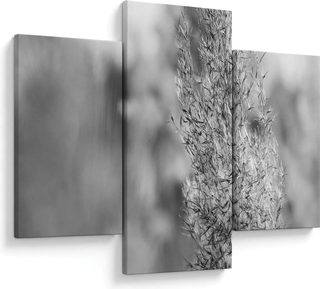 Obraz - Boho pampas grass (90x60 cm)