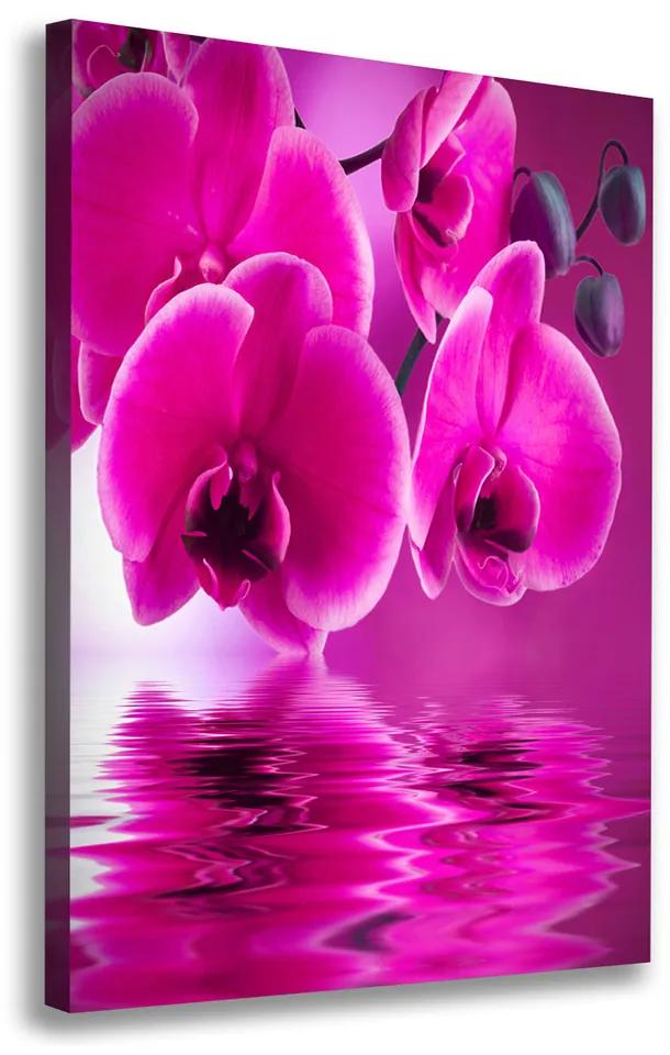 Foto obraz na plátne Ružová orchidea pl-oc-70x100-f-58002130