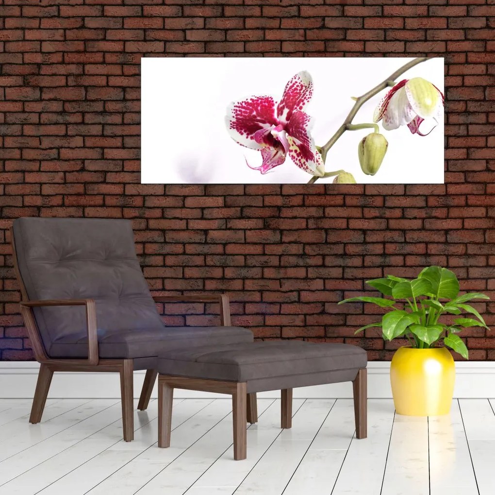 Obraz kvetu orchidey (120x50 cm)