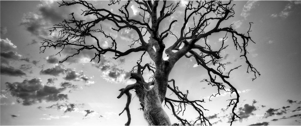Obraz - Čiernobiely strom (120x50 cm)