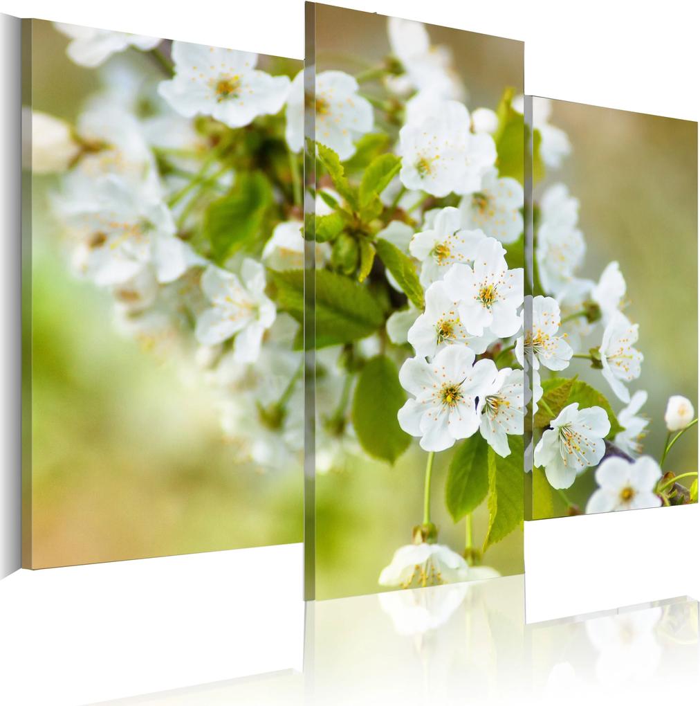 Obraz - White cherry flowers motif 60x50