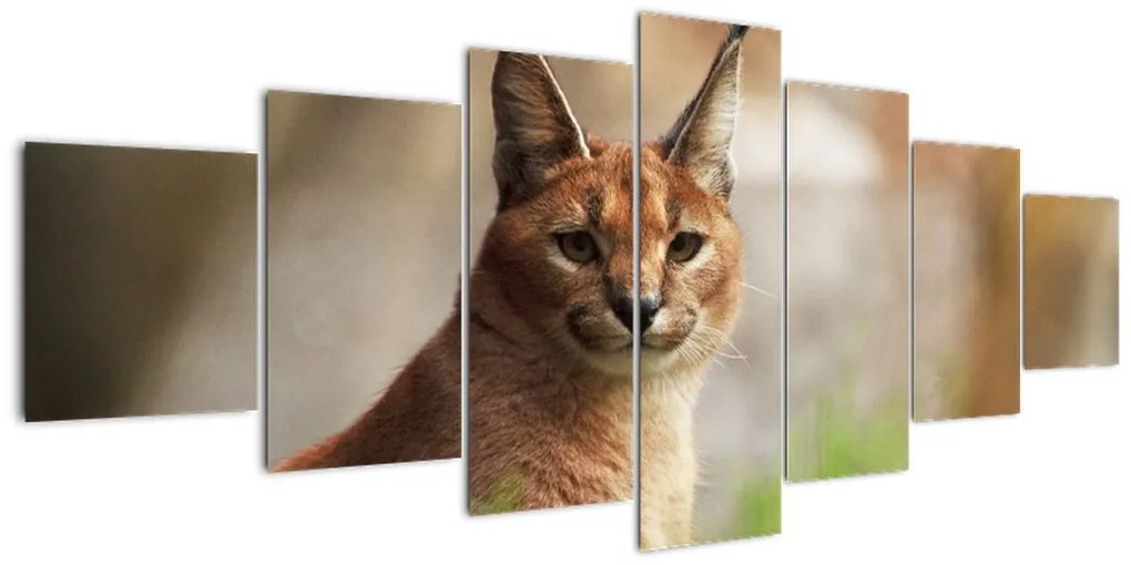 Rys ostrovid - obraz