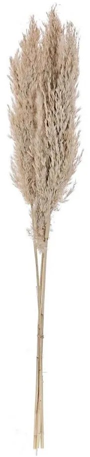 Eglo 428082 - Sušený kvet GUIPOS 85 cm béžová 428082