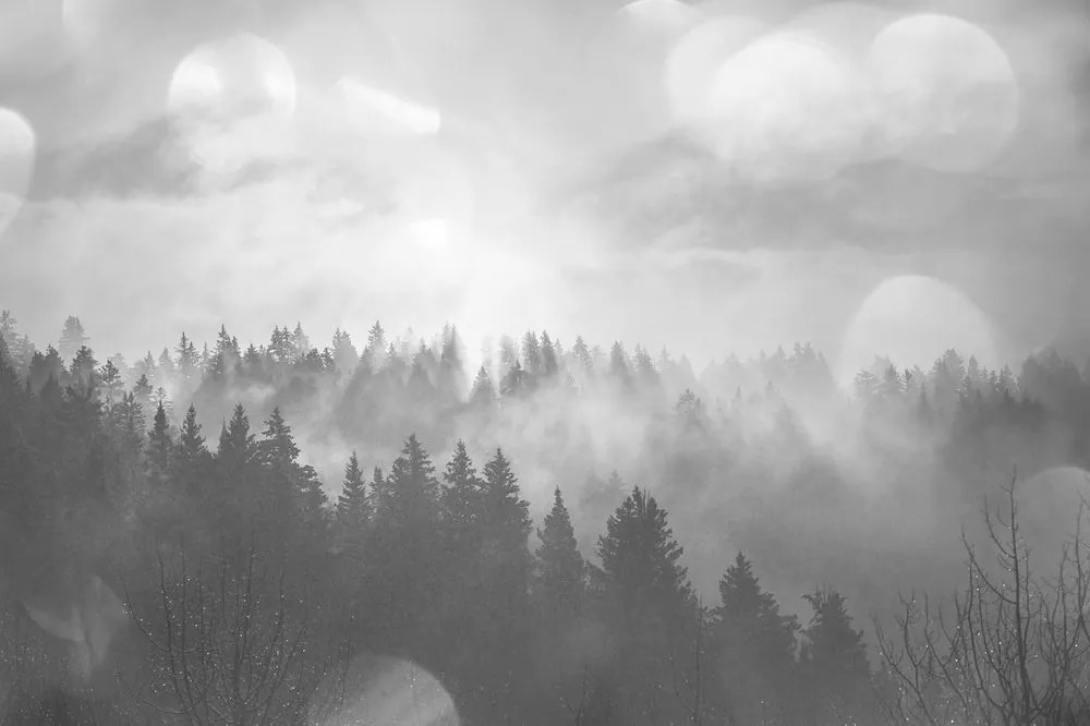 Samolepiaca fototapeta čiernobiela hmla nad lesom - 150x100