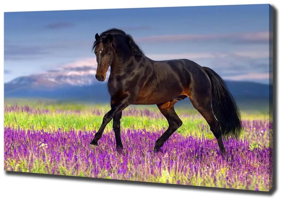 Foto obraz na plátne do obýváčky Kôň na poli levandule pl-oc-100x70-f-113343357