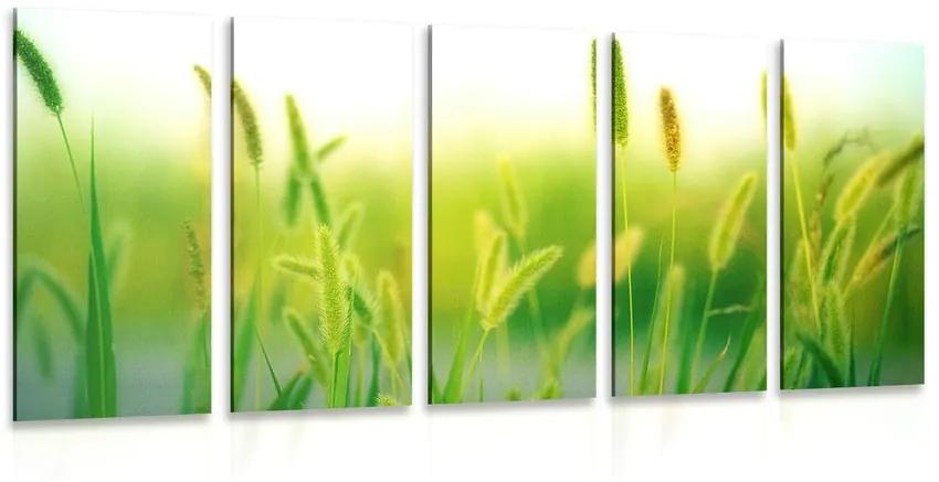 5-dielny obraz steblá trávy v zelenom prevedení Varianta: 100x50