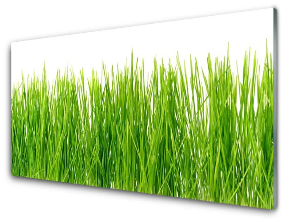 Obraz plexi Tráva rastlina príroda 140x70 cm