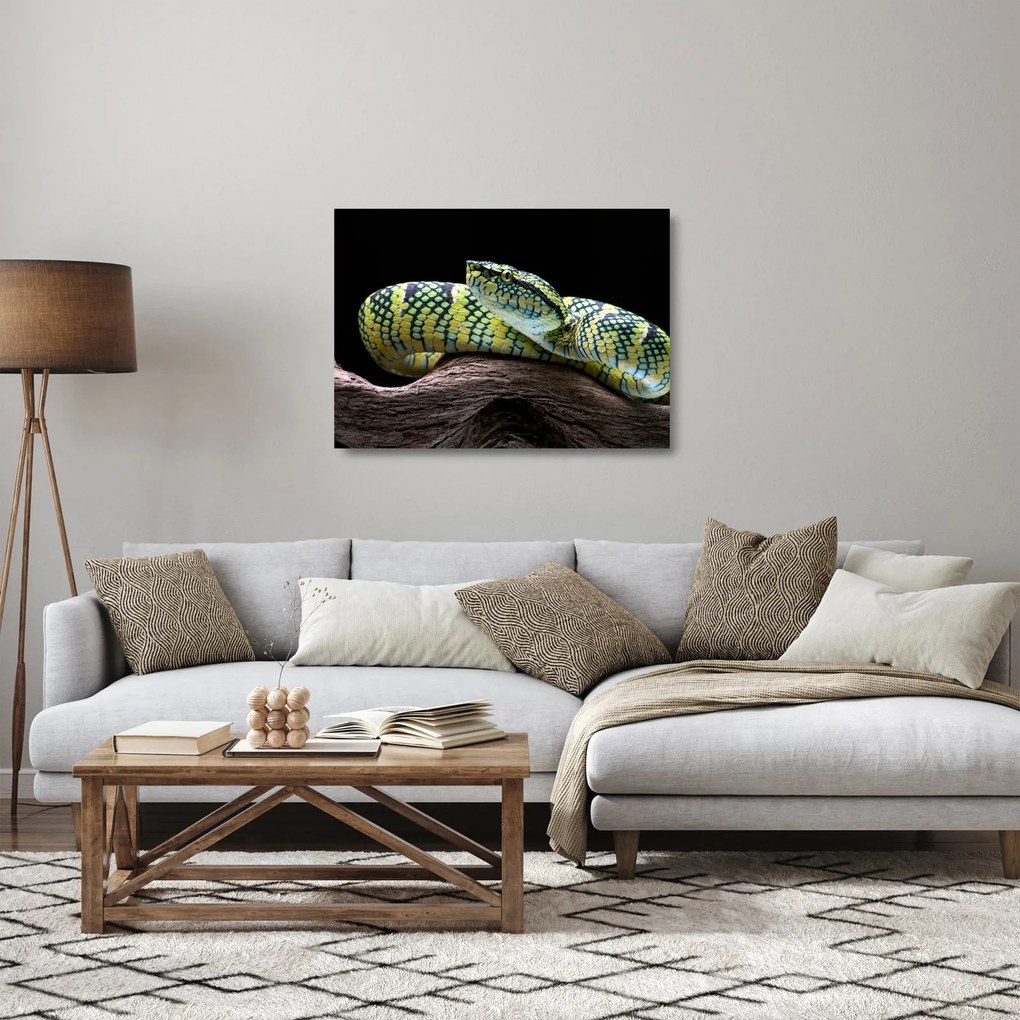 Sklenený obraz - Štrkáč Waglerov (70x50 cm)