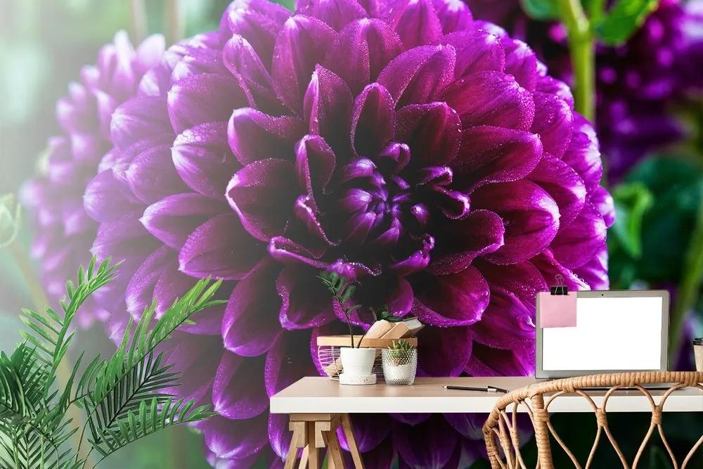 Fototapeta nádherný fialový kvet - 225x150