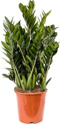 Zamioculcas super nova 21x70 cm