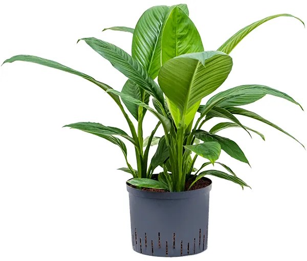 Spathiphyllum sensation 3pp 25/19 v.65 cm