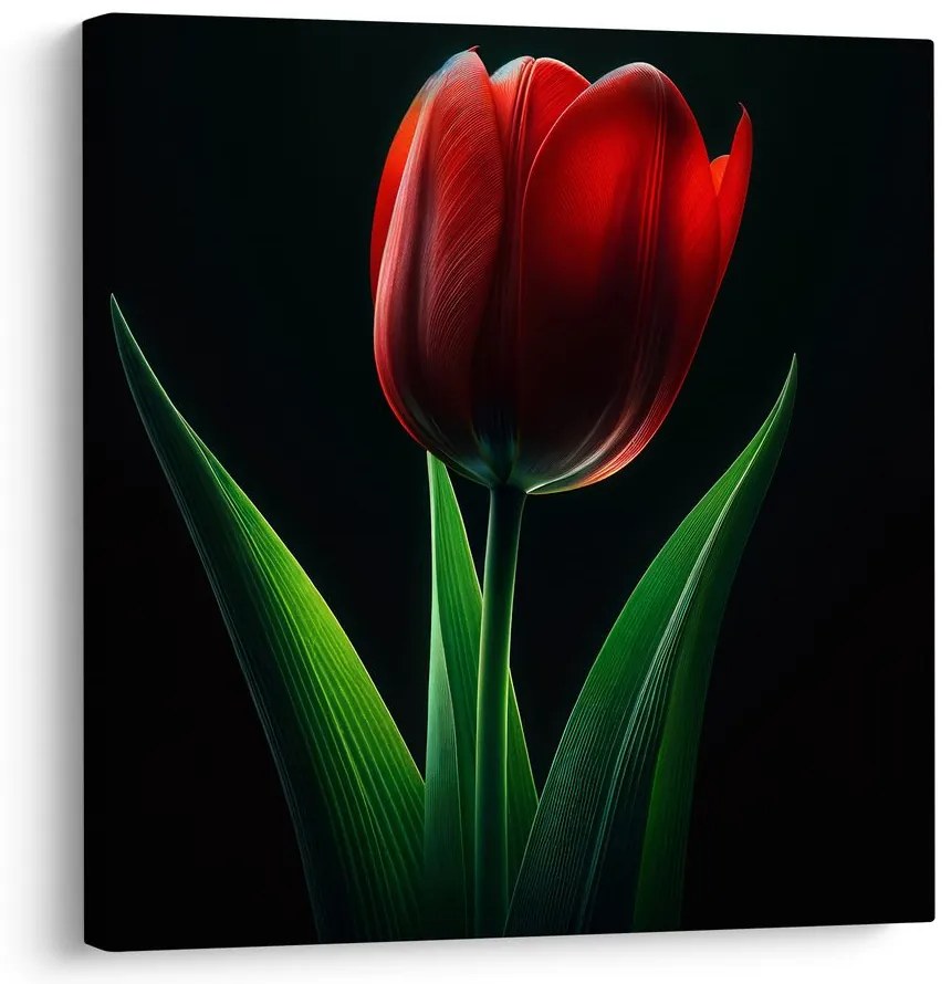 Obraz kvet tulipánu v noci