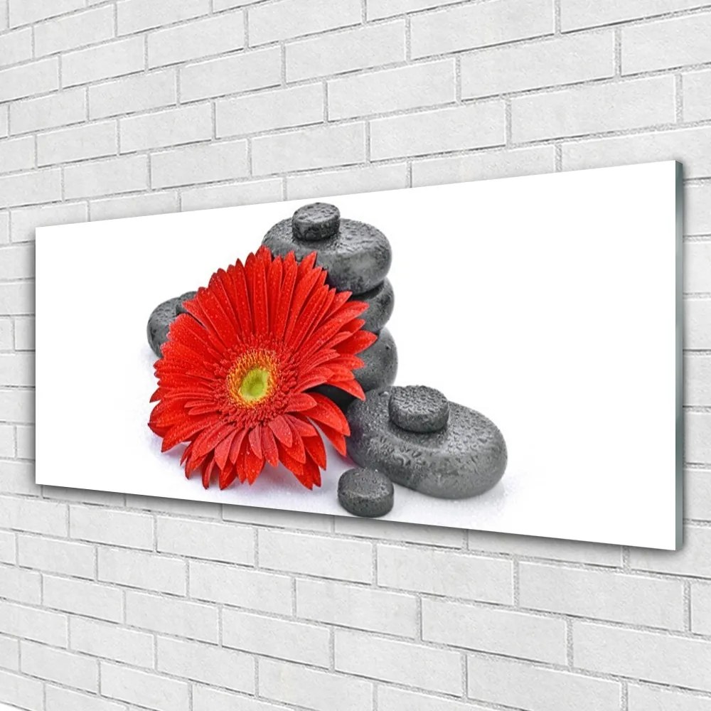 Obraz plexi Kvety gerbery kamene zen 125x50 cm
