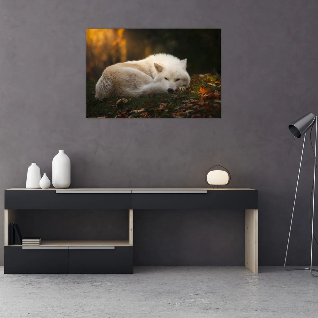 Obraz - Odpočívajúci vlk (90x60 cm)